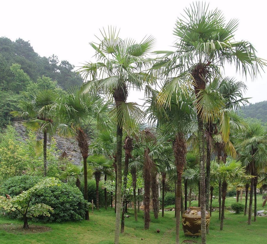Chinese windmill palm displaying characteristic fan-shaped, green palm fronds