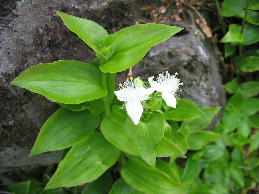 Tradescantia fluminensis stems with small green leaves