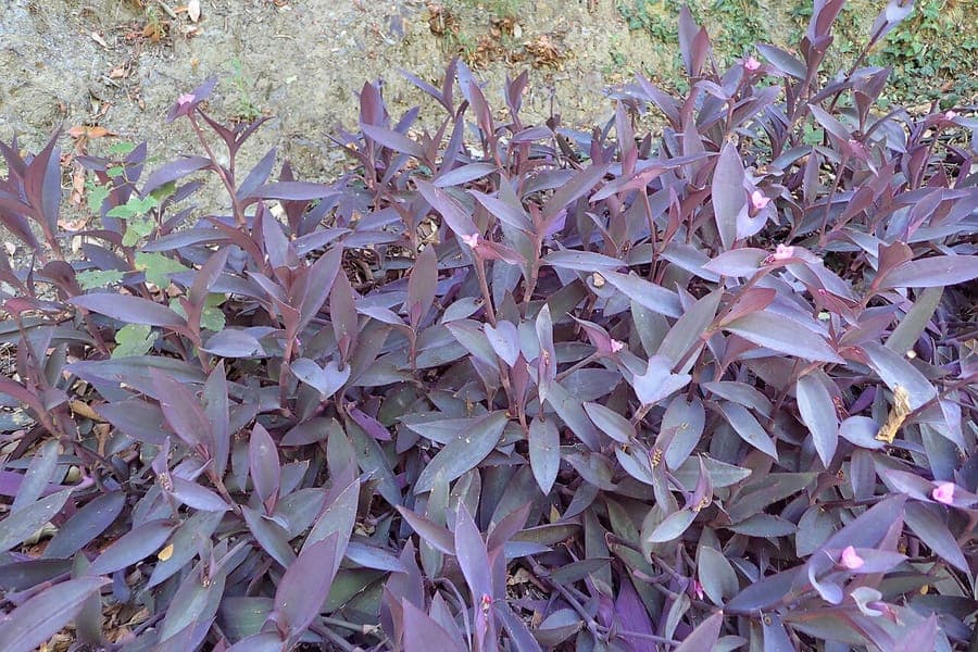 Tradescantia pallida with deep purple foliage