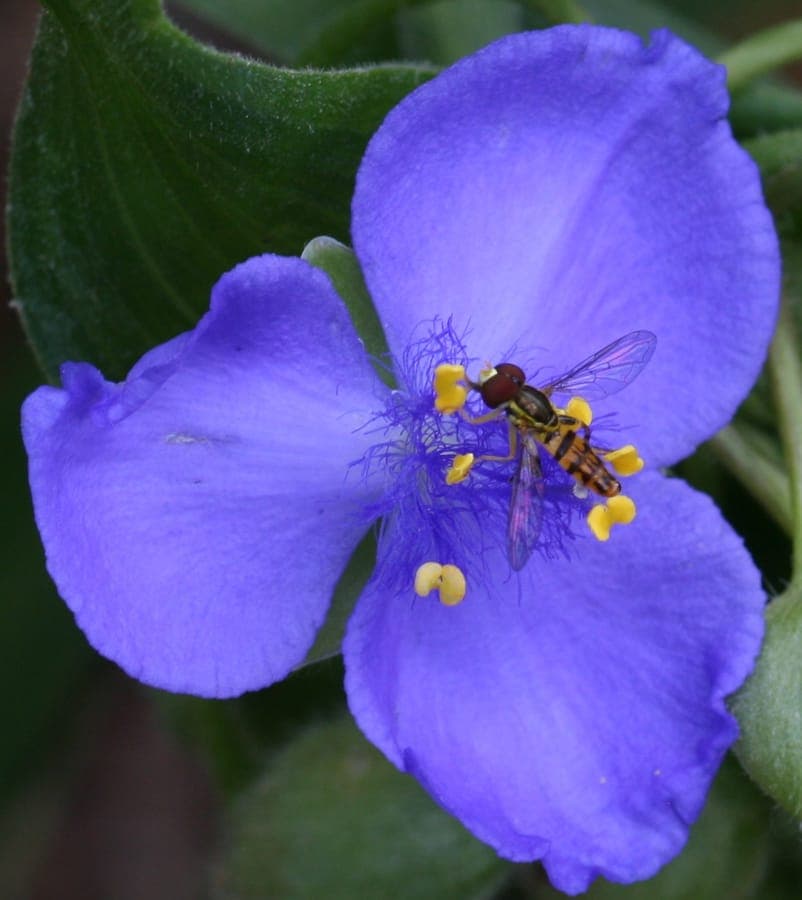 Dreilappige blaue und weisse Blueten der Tradescantia virginiana