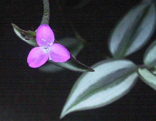 Tradescantia zebrina leaf detail showing distinctive purple underside