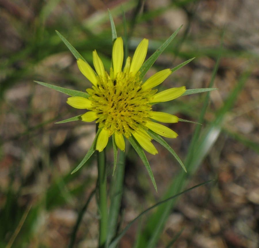 Tragopogon dubius gele bloemen met draadachtige stempels