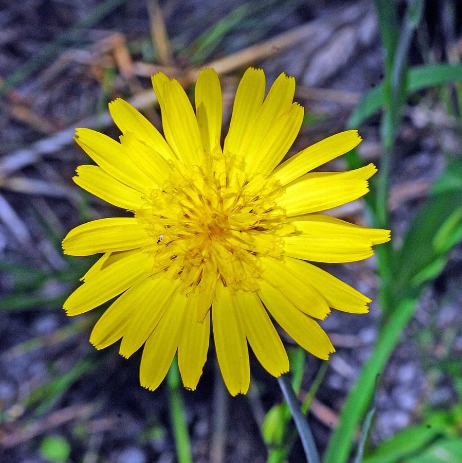Tragopogon orientalis bloemen en pluizige zaadkoppen