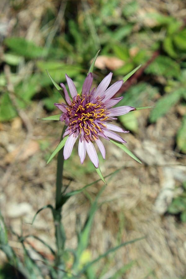 Tragopogon porrifolius purple flowers with prominent stamens