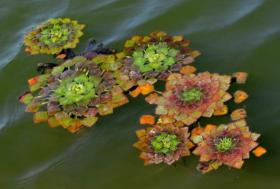 Waternoot met karakteristieke drijvende rozet en vierkante vruchten
