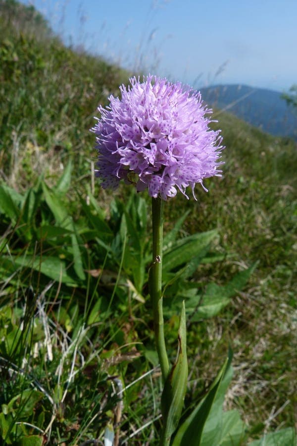 Globe orchid with distinctive pink globe-shaped flower heads