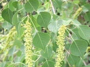 Triadica sebifera tree with characteristic fruits