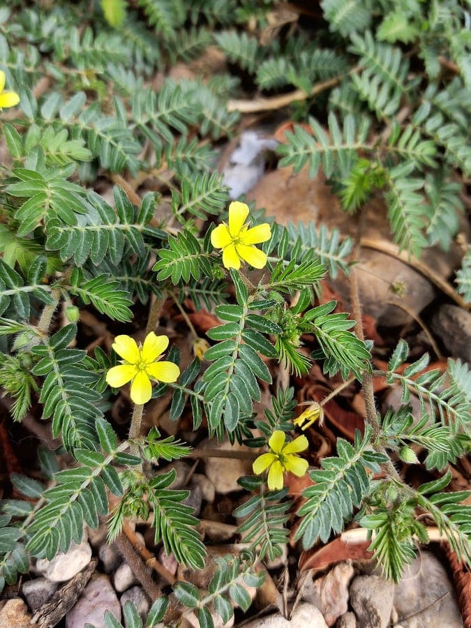 Caltrop displaying bright yellow flowers and distinctive spiny fruits