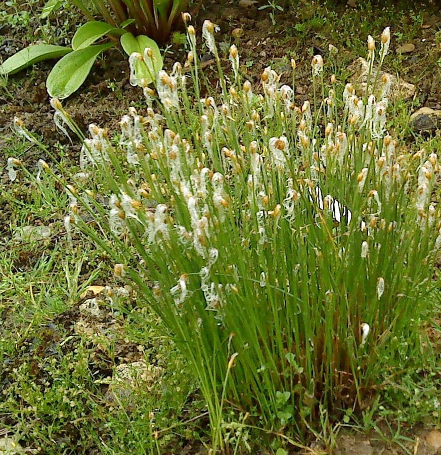 Scirpe des Alpes affichant de delicates tetes fleurissant ressemblant a des chatons en cadre alpin