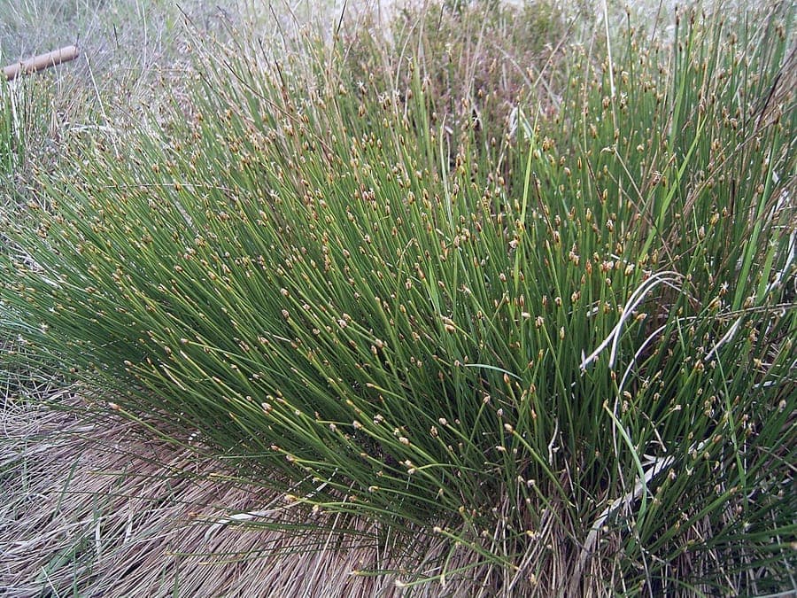 Tufted bulrush displaying dark brown flower heads and dense grass clusters in peatbog setting