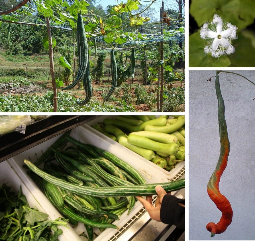 Snake gourd flower and fruit