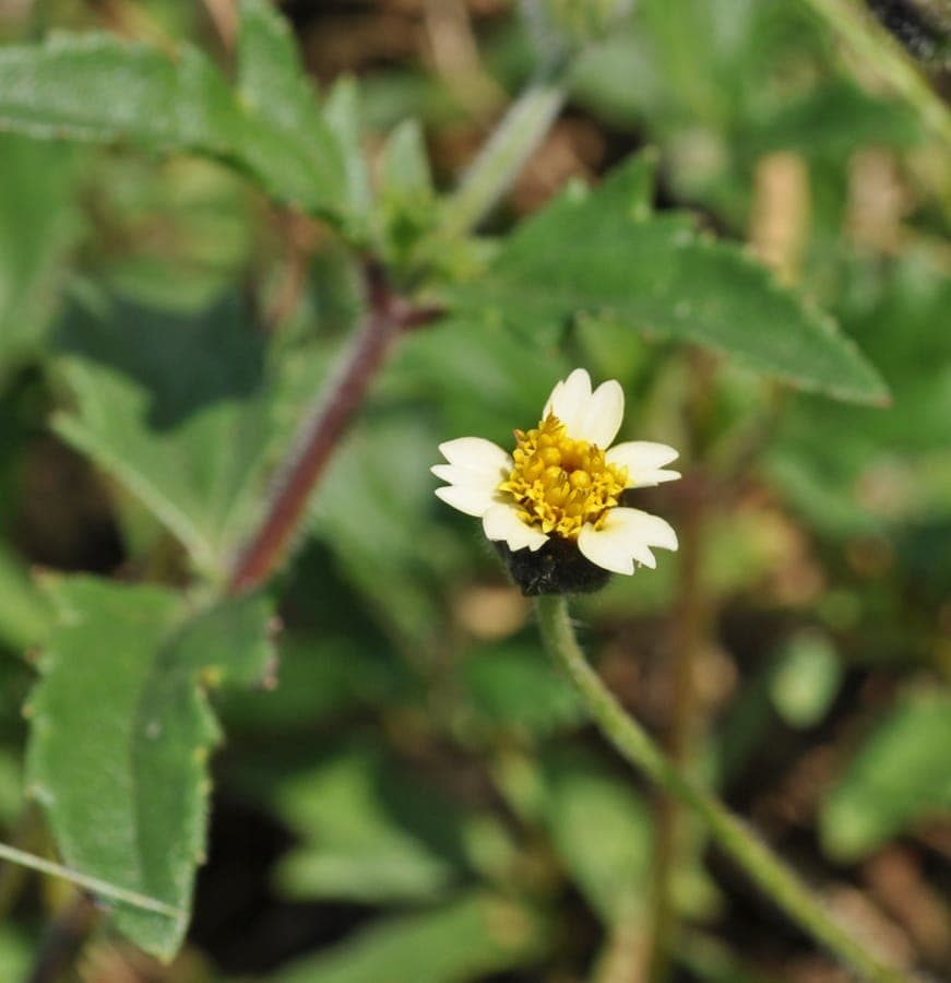 Tridax procumbens zeigt leuchtend gelbe und weiße Blüten