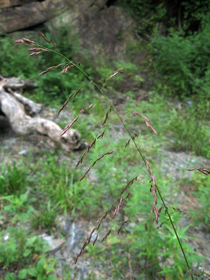 Tridens flavus purpeltop met paarse pluimen in de zomerzon