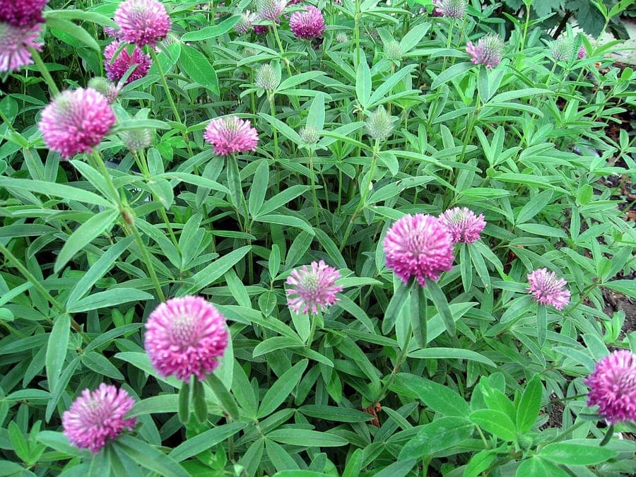 Fleurs rouges-violettes du trèfle alpestre en paysage alpin