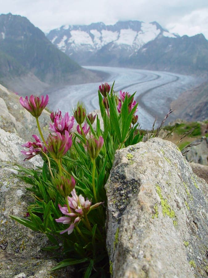 Roze paarse bloemen van Alpenklaver in hooggebergte