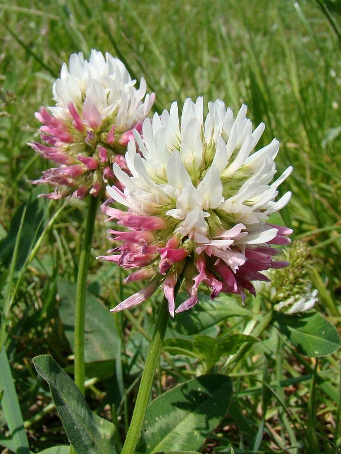 Trifolium ambiguum caucasian clover flowering clump in a field