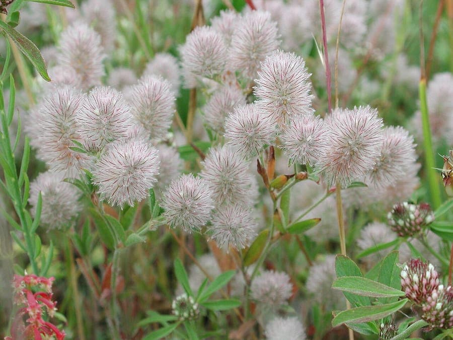 Fleurs molles et poilues du trèfle des champs en paysage champetre