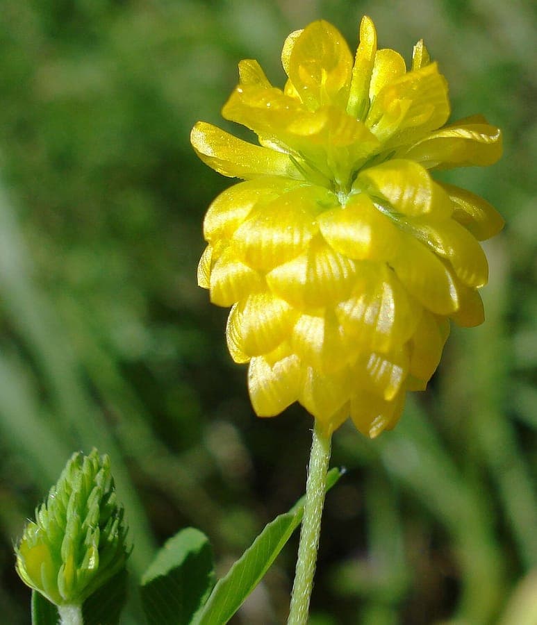 Golden clover flowering heads with bright yellow blooms