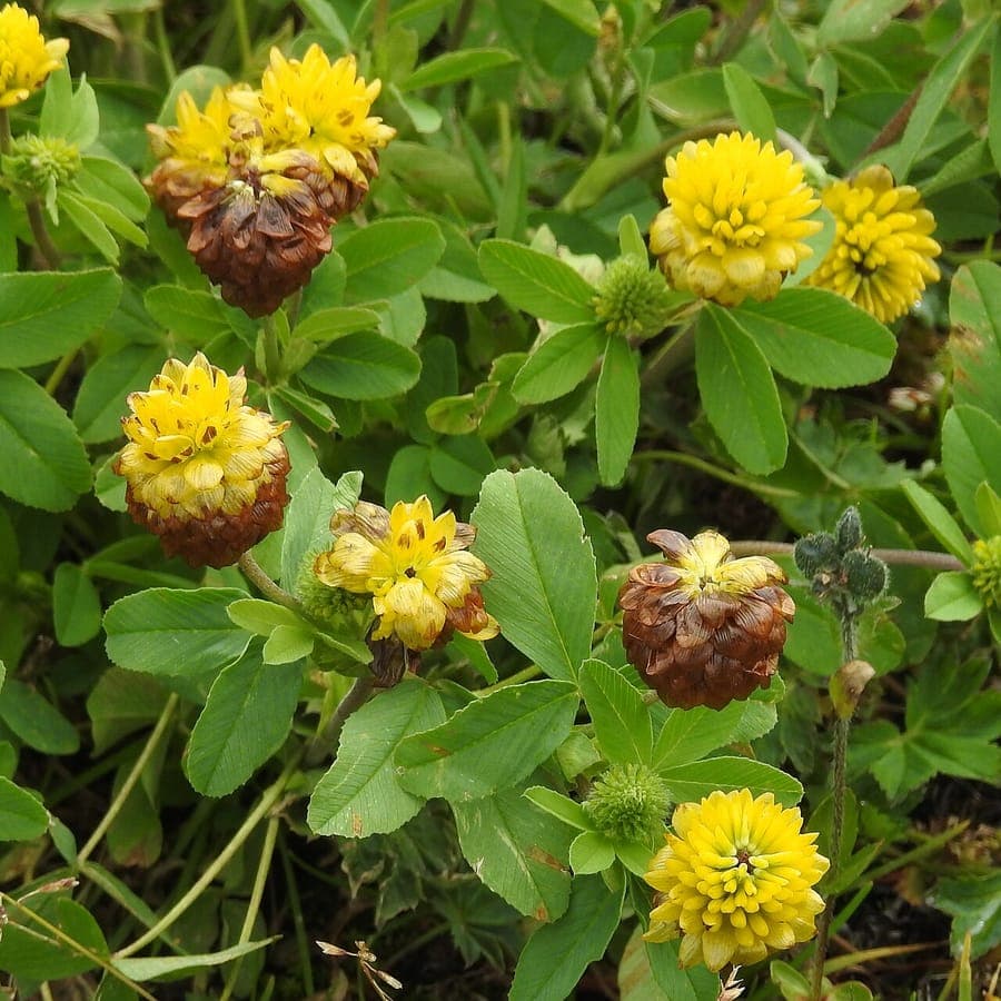 Brown clover with distinctive chestnut flowers