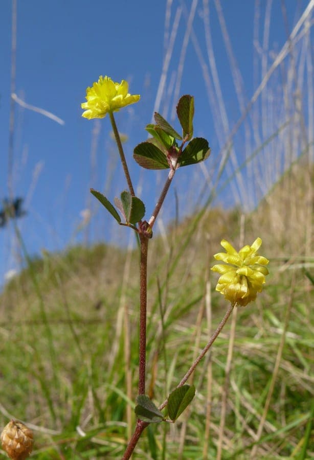 Veldsklaver met kleine gele bloemhoofden