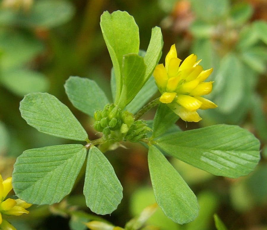 Kleine klaver met minuscule goudgele bloemhoofden