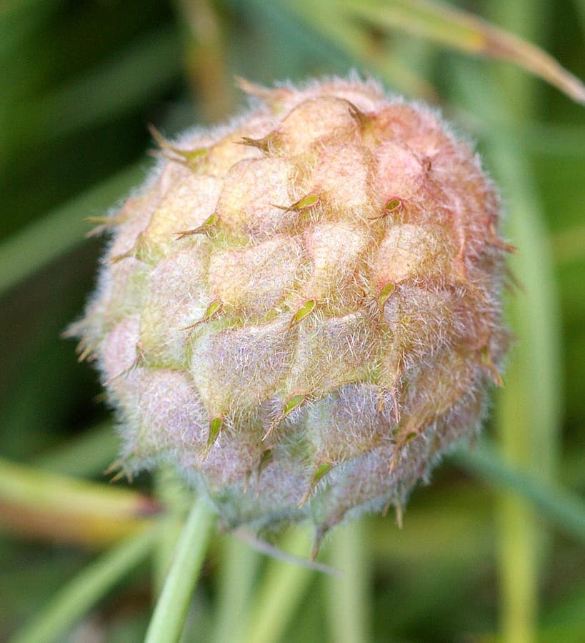 Strawberry clover with red-purple flowers and strawberry-like fruit pods