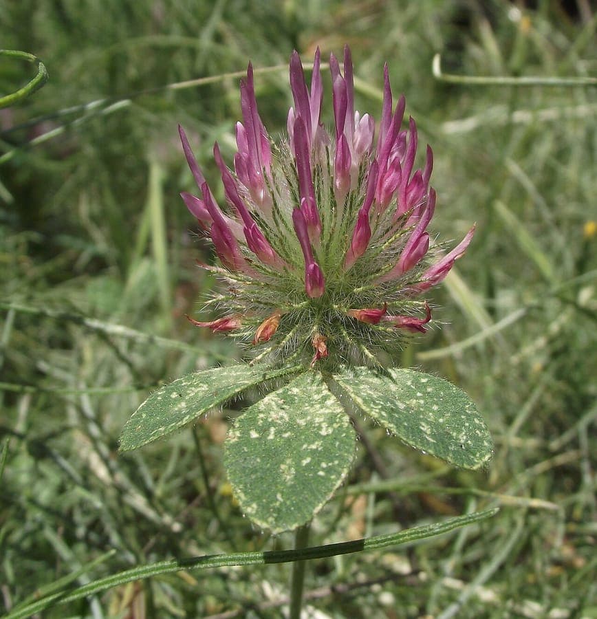 Rosa Bluten des rauhen Klees