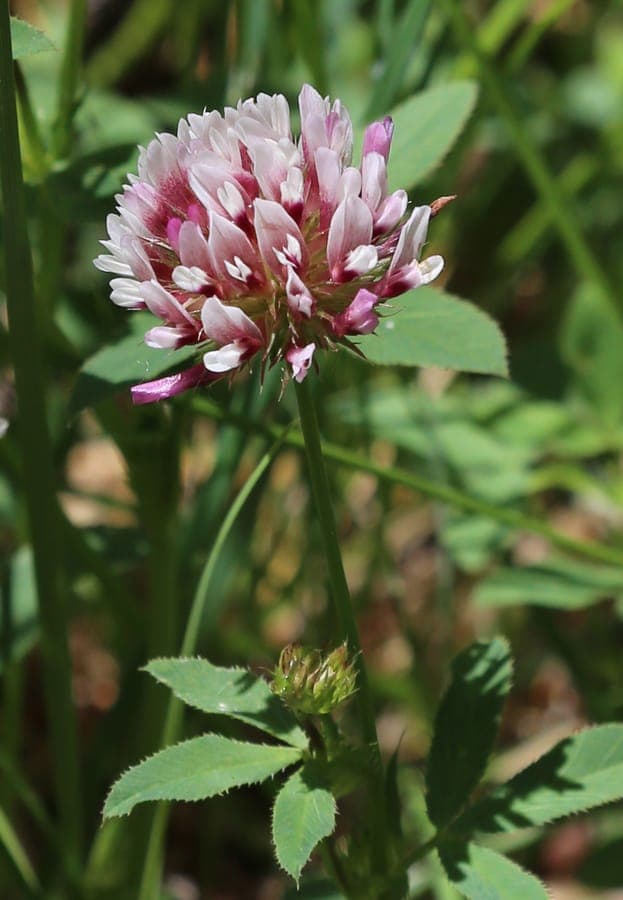 Trifolium longipes Langstiel-Klee mit lila Bluten auf einer Bergwiese