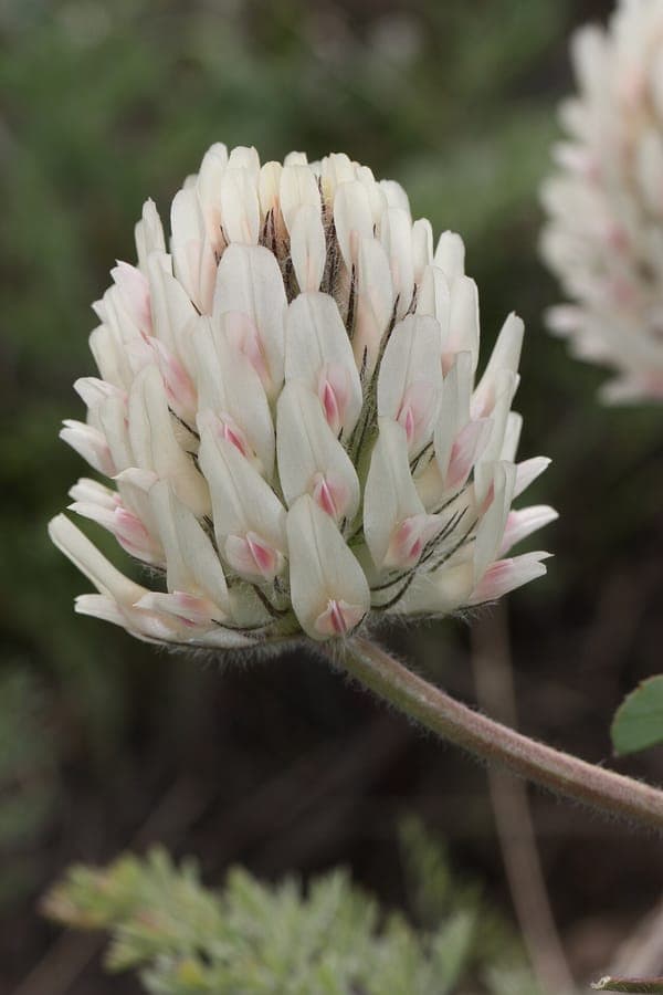 Trifolium macrocephalum large-head clover with impressive purple flower heads