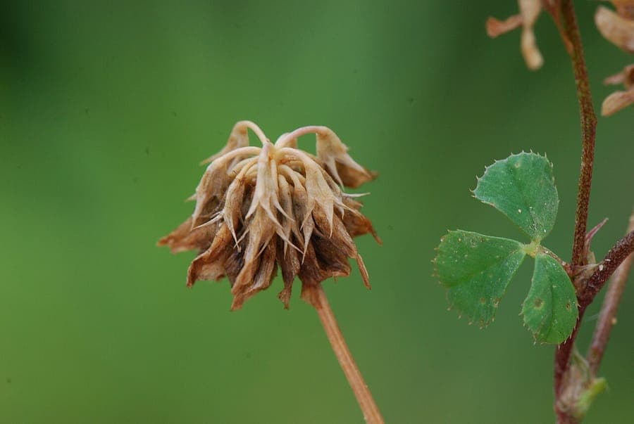 Ball clover with white flowers and delicate foliage