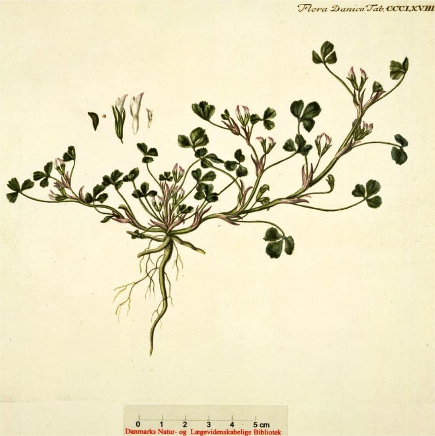 Trifolium ornithopodioides delicate flowers in green grass