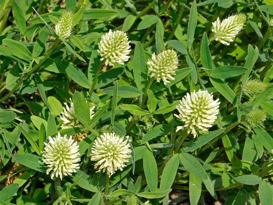Trèfle de Hongrie aux fleurs blanches et feuillage fin