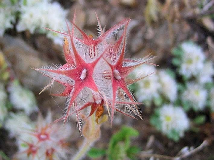 Kleine rosa Blueten in distinctiven stern-foermigen Clustern angeordnet