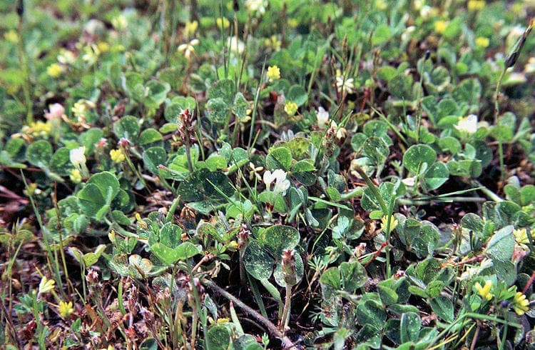 Sub clover growing in meadow habitat