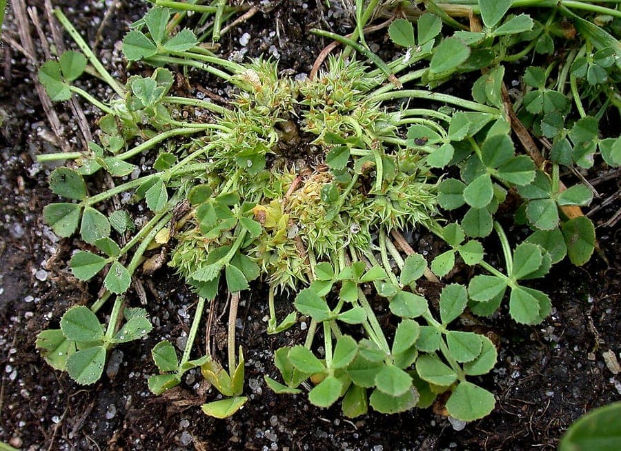Weiße Blüten des Erstickten Klees im Wachstum