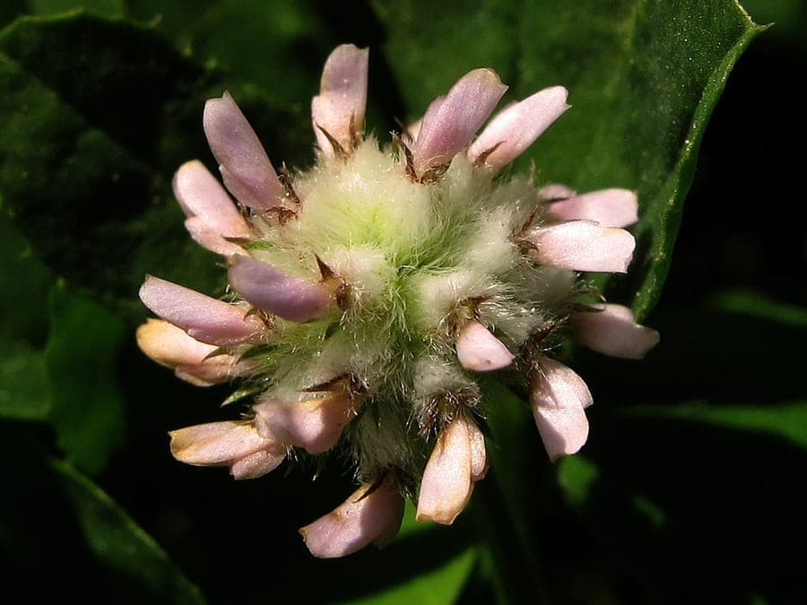 Lila Blüten des Filz-Klees in vollem Wachstum