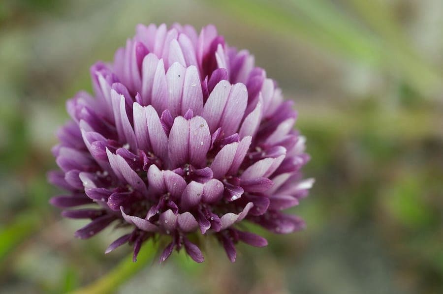Trifolium wormskioldii mit typischen rosa-violetten Blutenkopfchen auf einem Kustenmeadow