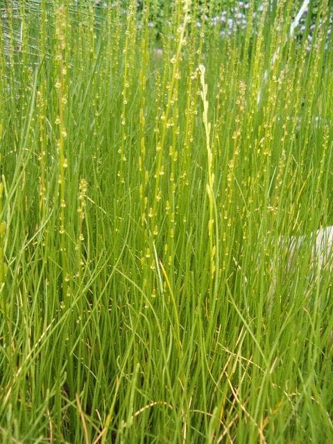 Triglochin palustris dans habitat marécageux