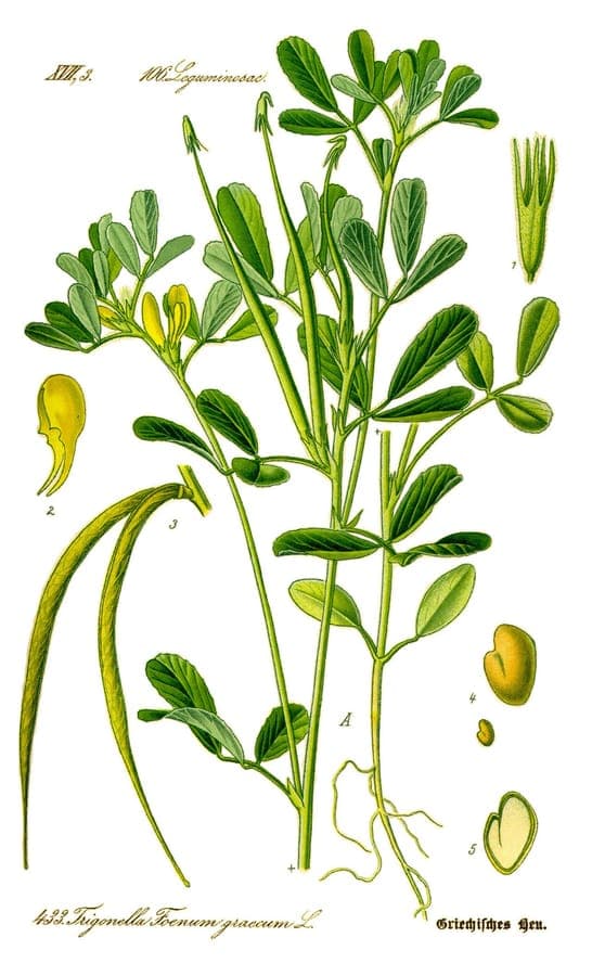 Trigonella foenum-graecum plant with seed pods