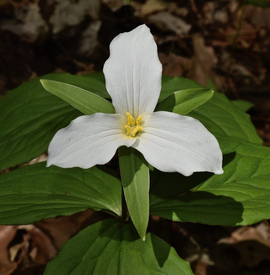Trillium grandiflorum met zuivere witte drietallige bloemen