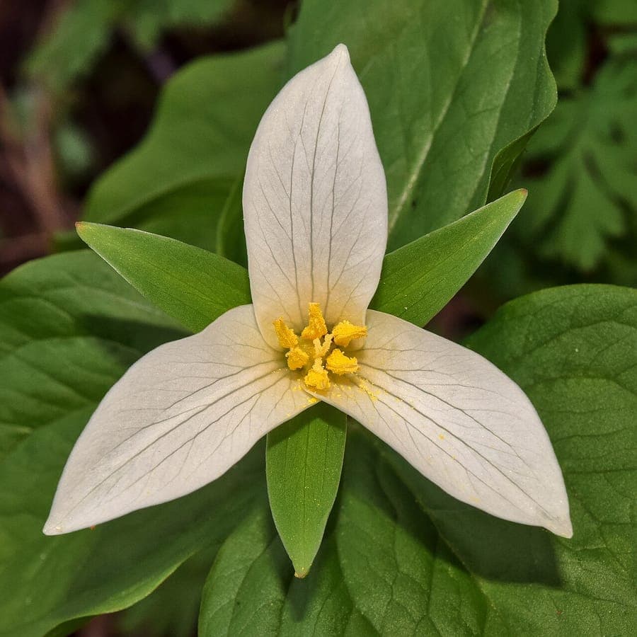 White flowers of Trillium ovatum with characteristic three-leaf structure