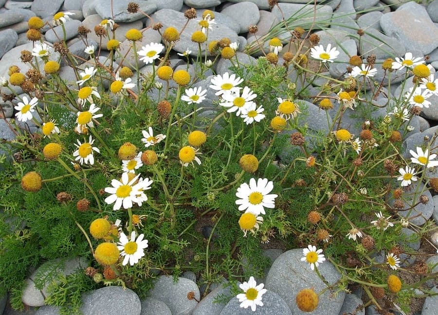 Tripleurospermum maritimum weiße Bluten auf Sandboden