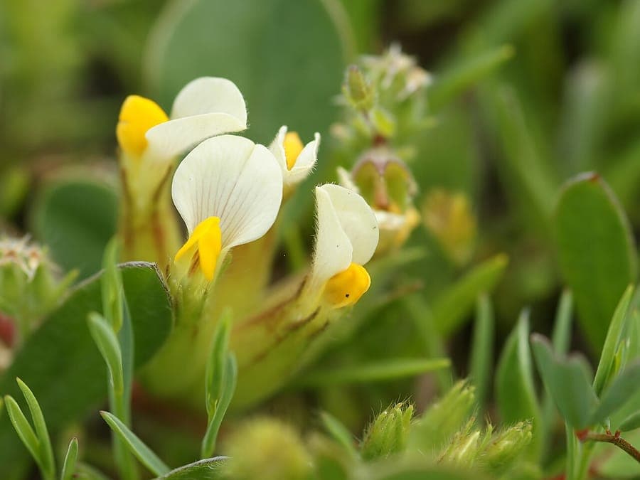 Bladder-wondklee plant met gele bloemen