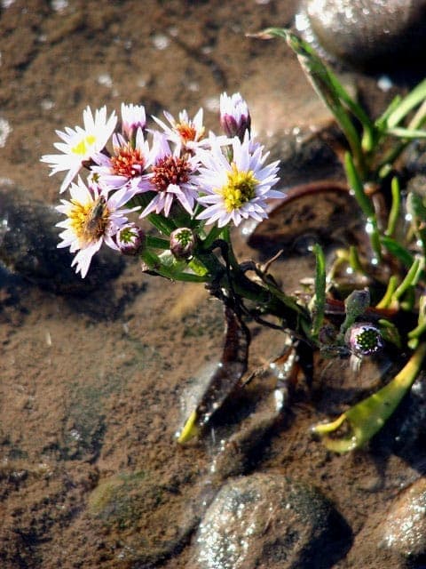 Fleurs pourpres Tripolium pannonicum en habitat cotier