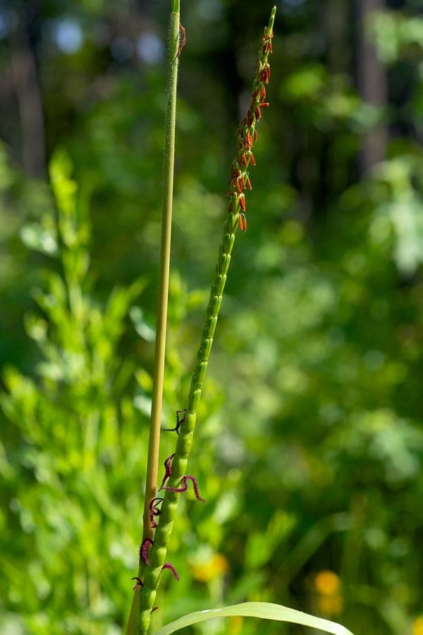 Tripsacum dactyloides avec plumeaux caracteristiques