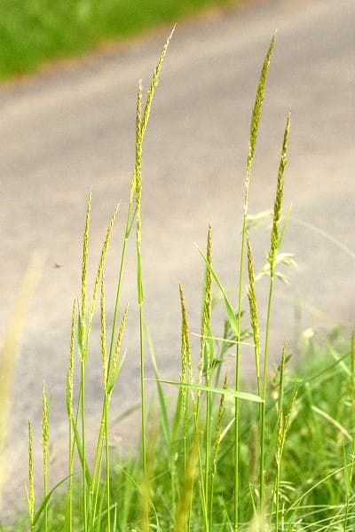 Trisetum flavescens goudhafer zaden in wind