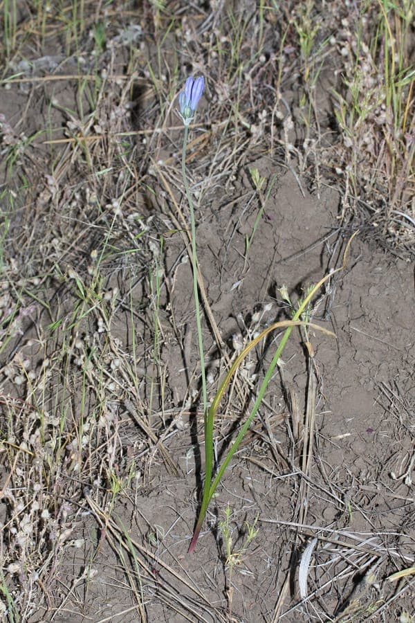 Triteleia grandiflora met blauwe schermvormige bloemen op slanke stelen in een zonnige wei