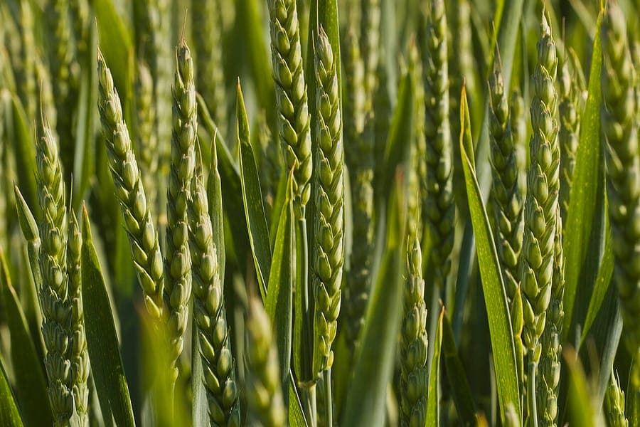 Weizenpflanzen auf einem Feld mit goldenen Ahren