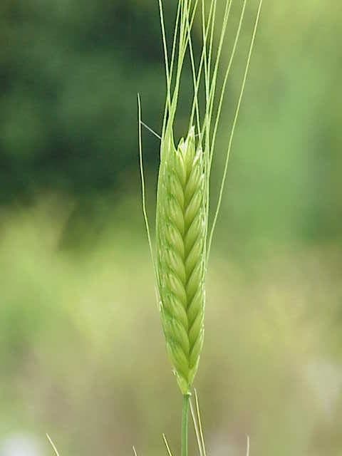 Einkorn plants with single-kernel spikes
