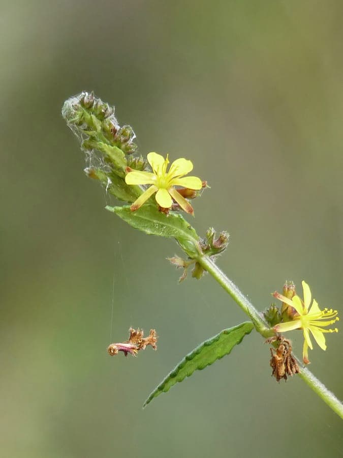 Chinesischer Burr-Strauch mit charakteristischen stacheligen Samenfrucht